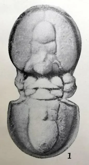 Lotagnostus hedini