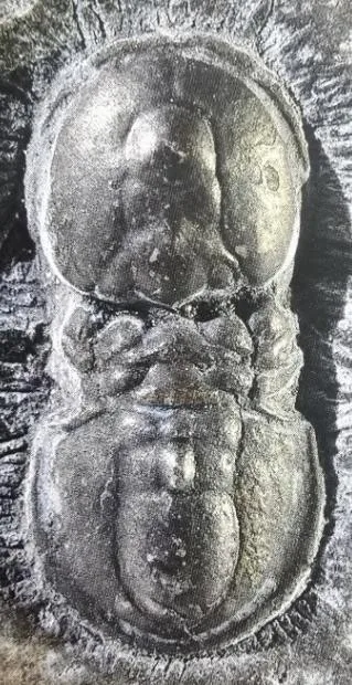 Lotagnostus hedini — photo 2