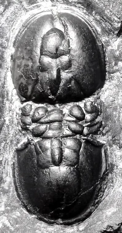 Lotagnostus hedini — photo 5