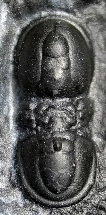 Lotagnostus hedini — photo 6