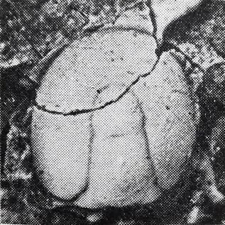 Lotagnostus orientalis