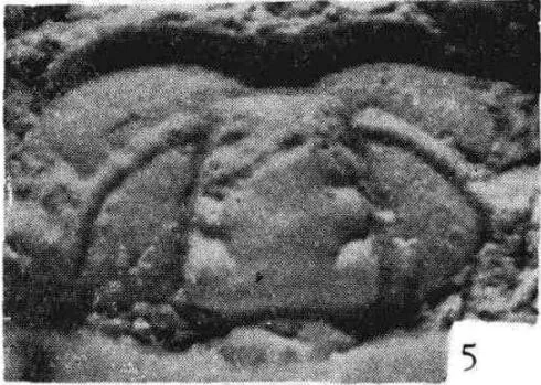 Luaspides lingyuanensis