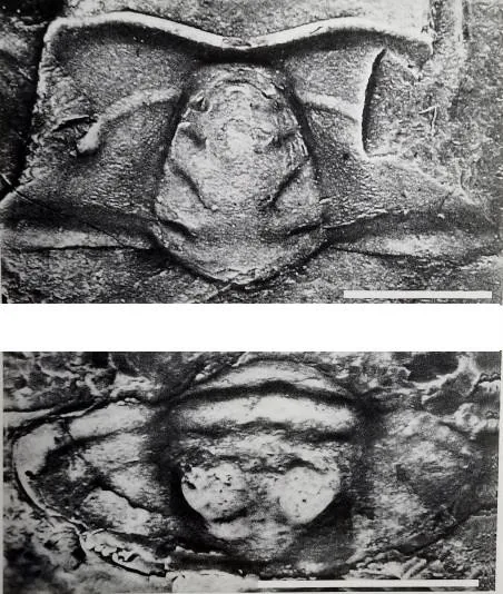 Luaspides lingyuanensis — photo 2