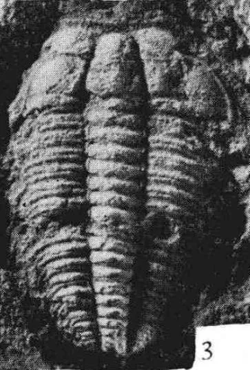 Luaspides lingyuanensis — photo 3