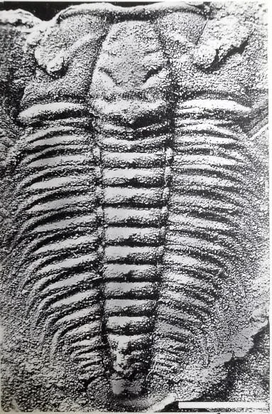 Luaspides lingyuanensis — photo 4