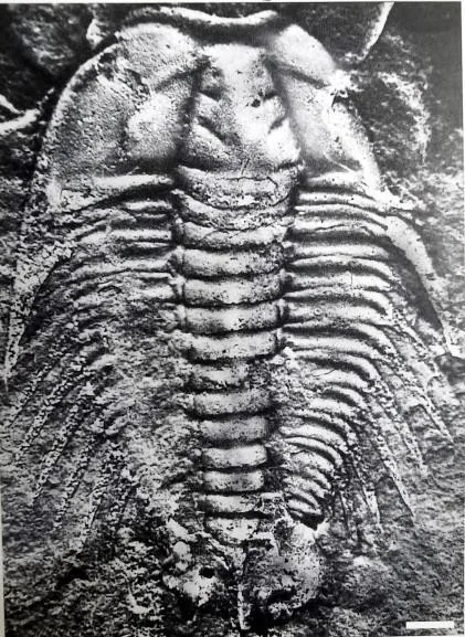Luaspides lingyuanensis — photo 5