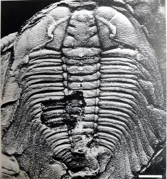 Luaspides lingyuanensis — photo 6