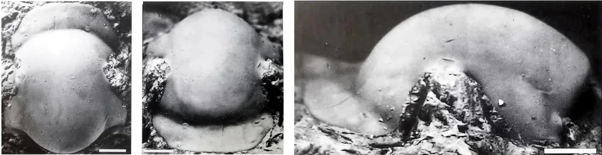 Luyanhaoaspis decorosa