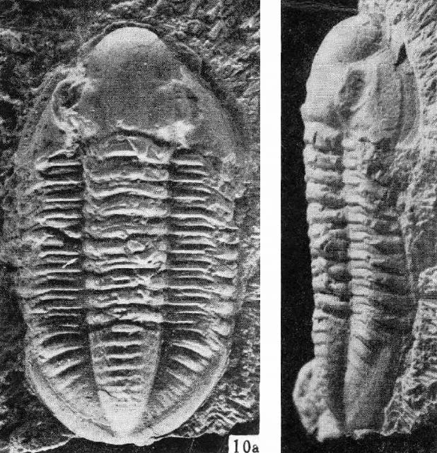 Mahaiella eleganta