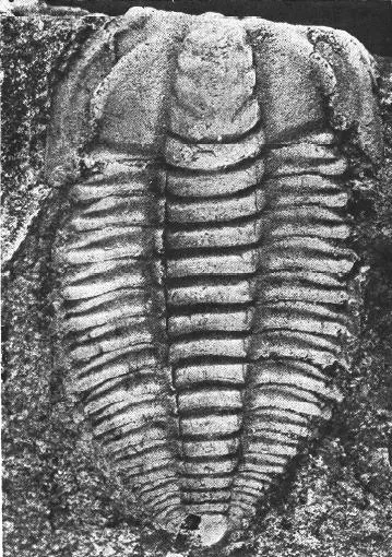 Malongocephalus yunnanensis