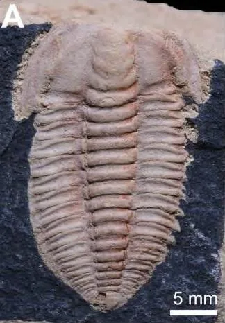 Malongocephalus yunnanensis — photo 2