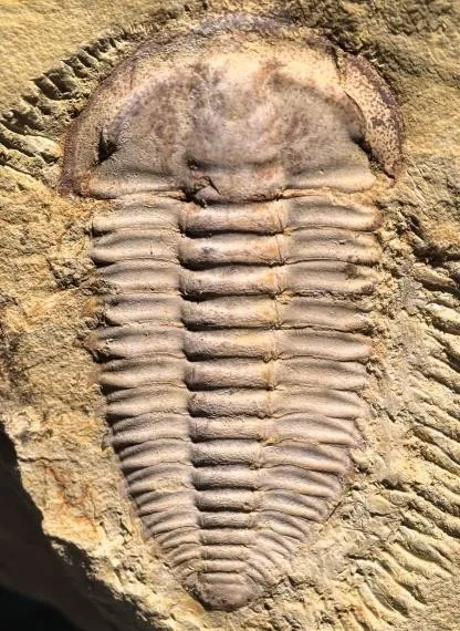 Malongocephalus yunnanensis — photo 3