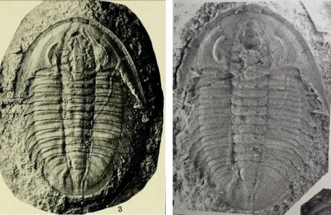 Maotunia iddingsi