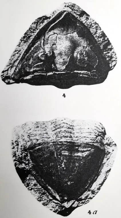 Megistaspidella triangularis