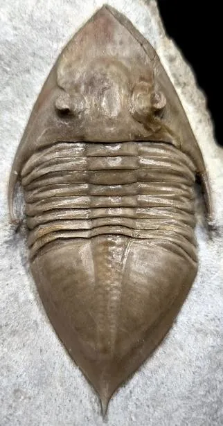Megistaspidella triangularis — photo 4