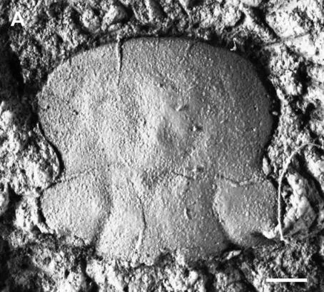 Meitanillaenus binodosus