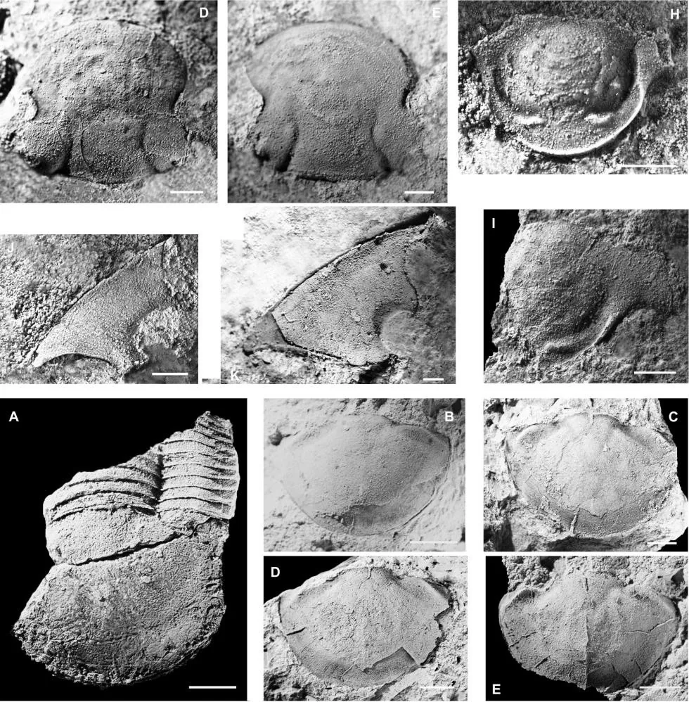 Meitanillaenus binodosus — photo 3