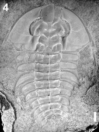 Mesonacis eagerensis