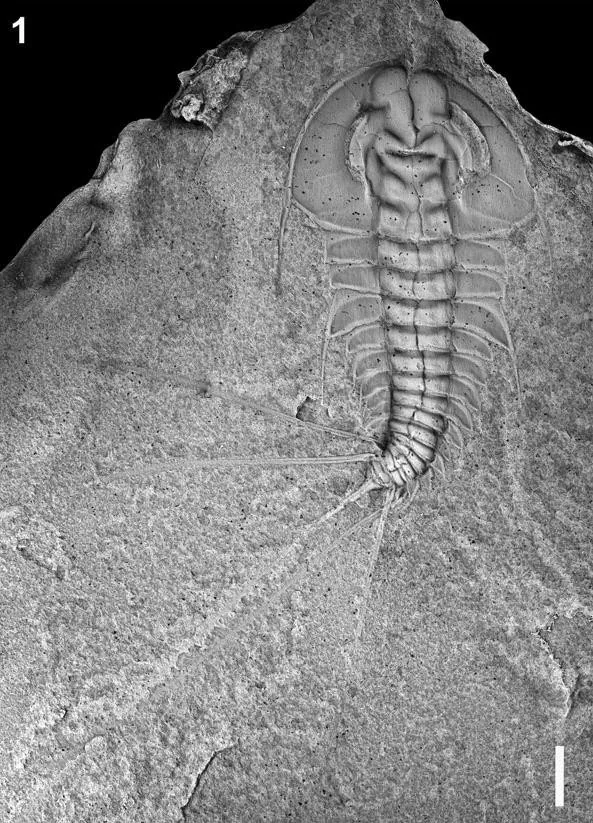 Mesonacis eagerensis — photo 3