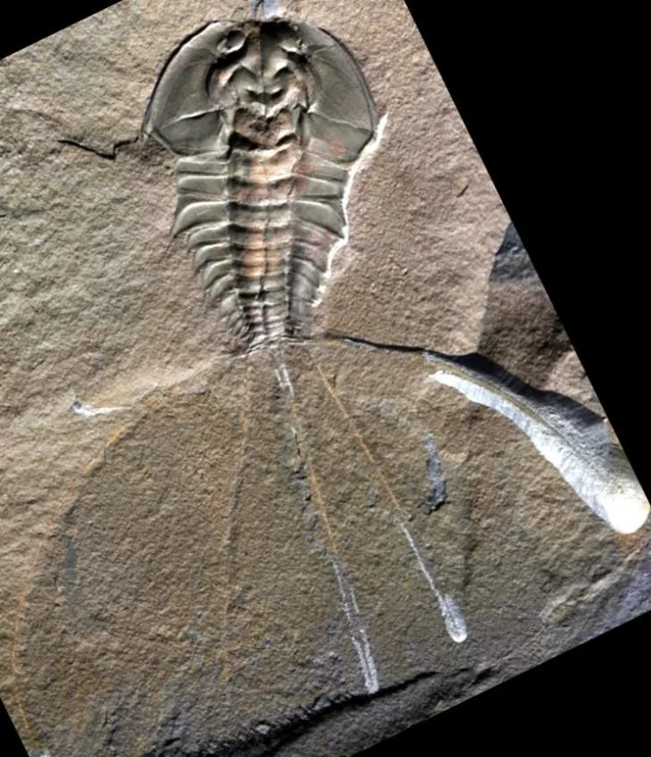 Mesonacis eagerensis — photo 4
