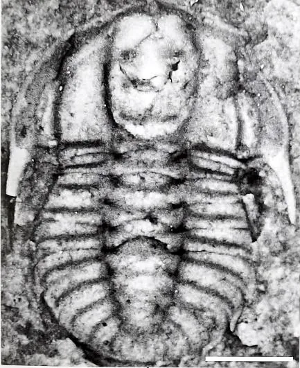 Metabalangia yupingensis