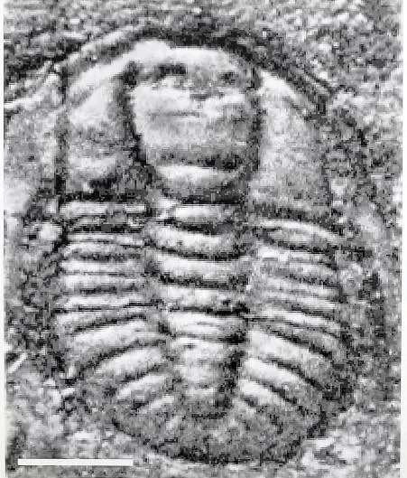 Metabalangia yupingensis — photo 2
