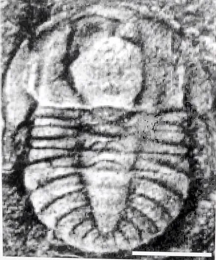 Metabalangia yupingensis — photo 3