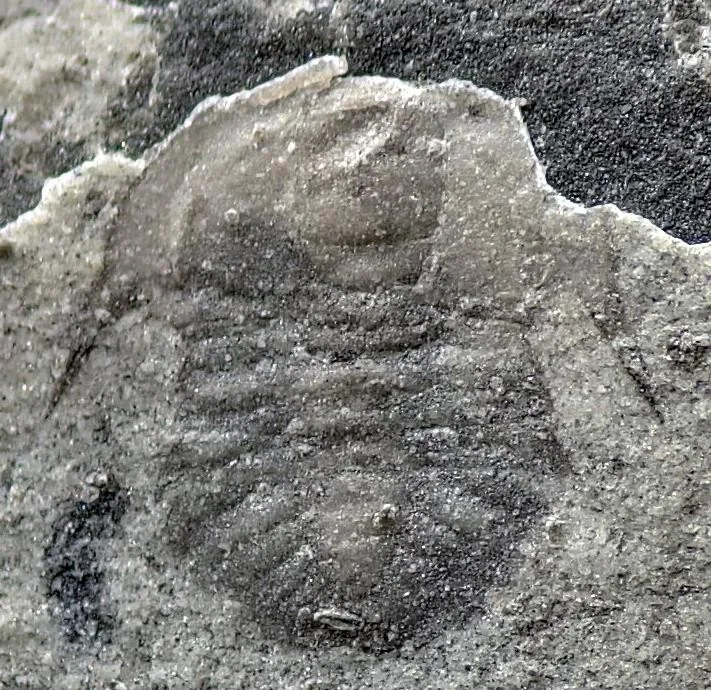 Metabalangia yupingensis — photo 4