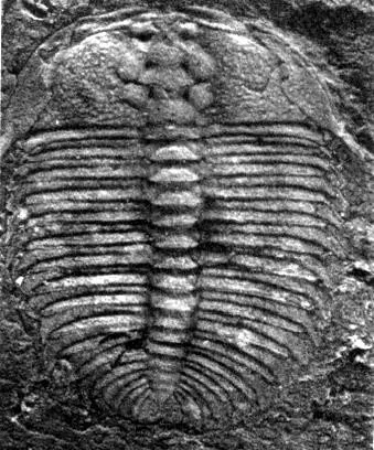 Metarthricocephalus spinosus