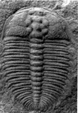 Metarthricocephalus spinosus — photo 2