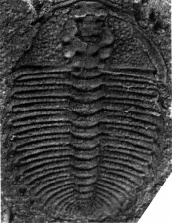 Metarthricocephalus spinosus — photo 3