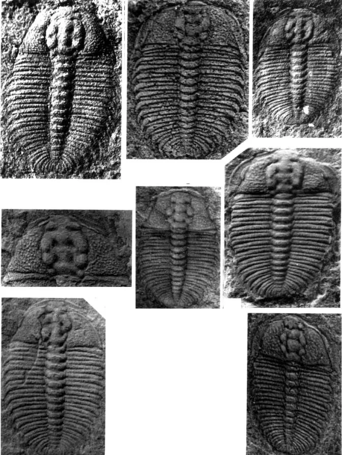 Metarthricocephalus spinosus — photo 4