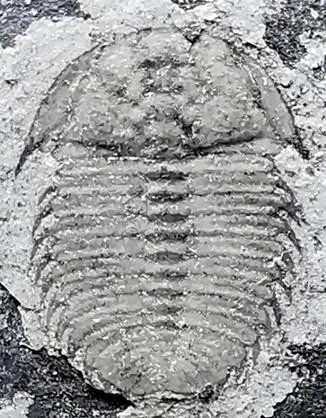 Metarthricocephalus spinosus — photo 5