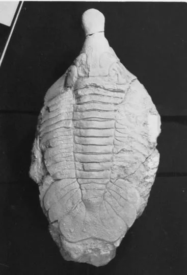 Metopolichas platyrhinus
