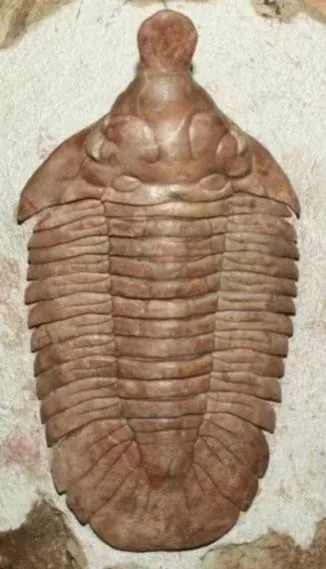 Metopolichas platyrhinus — photo 2