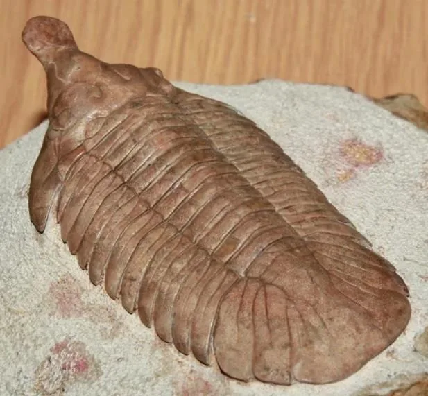 Metopolichas platyrhinus — photo 3