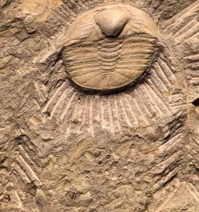 Miaopopsis whittardi — photo 3