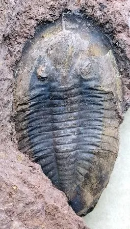 Mioptychopyge thebawi — photo 8