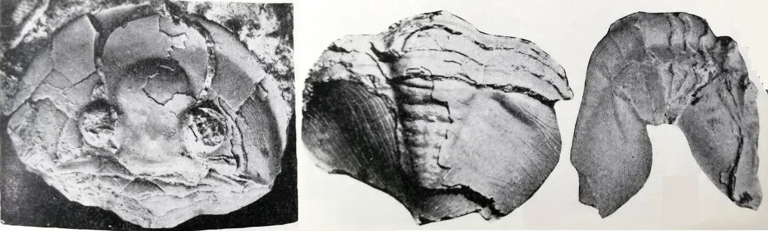 Mioptychopyge trinodosa