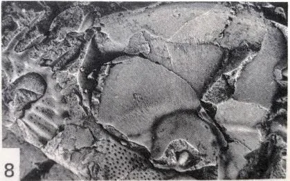 Monkaspis asiatica