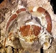 Monkaspis asiatica — photo 3