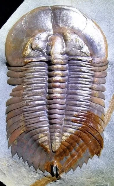 Monkaspis asiatica — photo 7