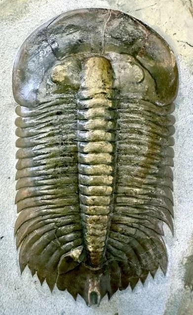 Monkaspis asiatica — photo 8