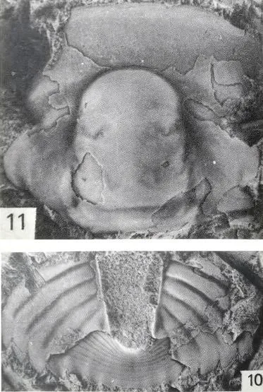 Monkaspis daulis — photo 2