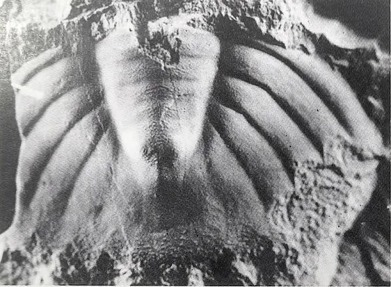 Monkaspis daulis — photo 3