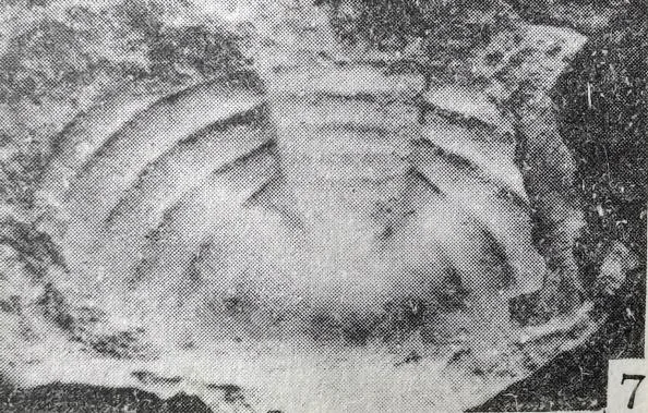 Monkaspis daulis — photo 6