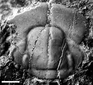 Monkaspis quadrata