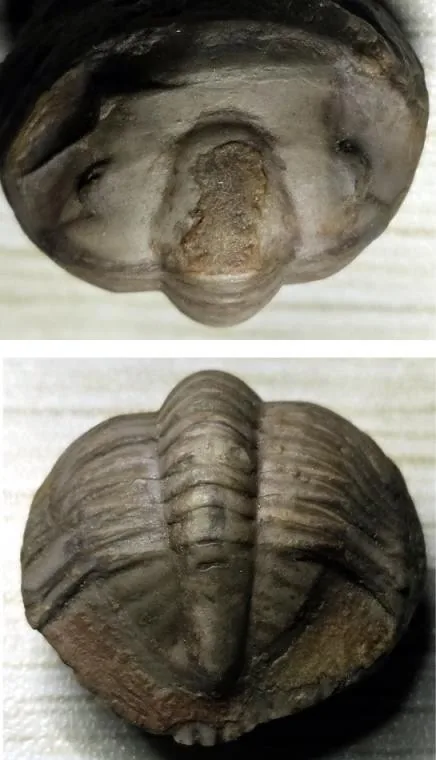 Monkaspis sp. 1