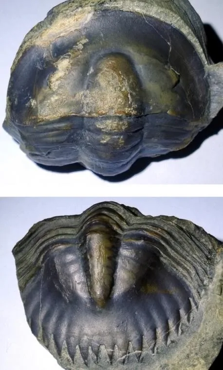 Monkaspis sp. 1 — photo 2