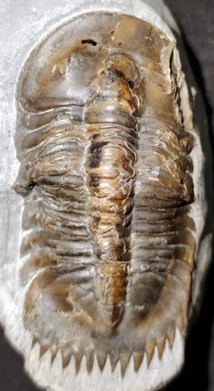 Monkaspis sp. 1 — photo 3